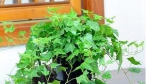 chữa thoát vị đĩa đệm